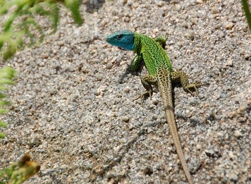 La tolerancia térmica, clave para la distribución de las especies ante el cambio climático