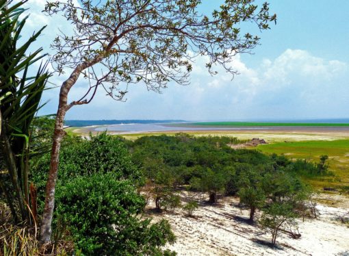 Amazonía: nuevo mapa revela una pérdida del tamaño de Ecuador en 17 años.