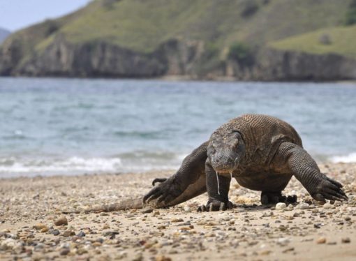 Indonesia planea cerrar la isla de Komodo para proteger a los dragones