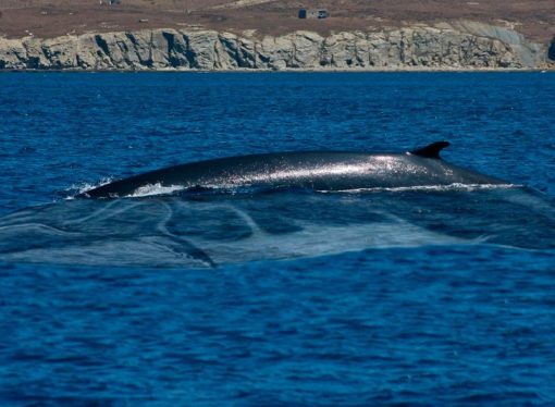 El escenario de extinción del 24% al 40% de los  animales más grandes en los océanos