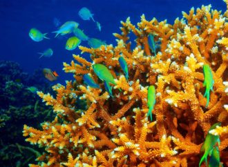 Alerta del arrecife de Cozumel, mueren los Corales