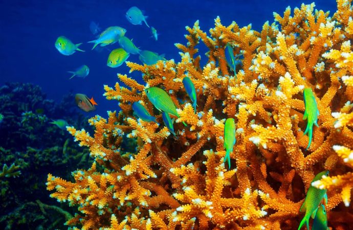 Los corales devoran los micros plástico, pero mueren en 2 semanas