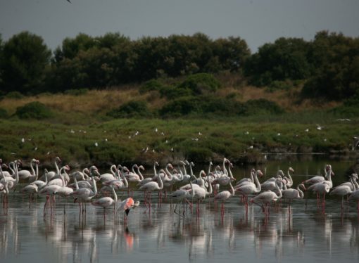 El humedal más importantes de Europa, el Albufera de Valencia, sufre daño, es alarmante su descenso, la fiscalia investiga