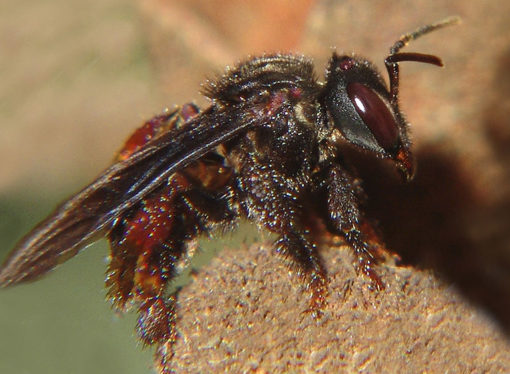 La miel de las abejas sin aguijón  tiene una utilización ligada  a fines  medicinales