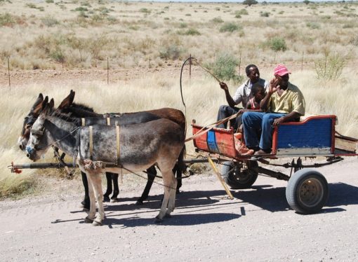 Los zoológicos y los burros