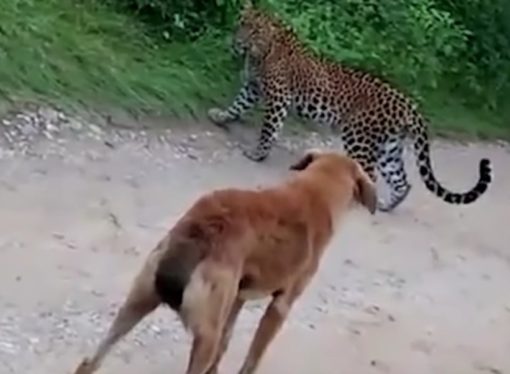 Los cazadores utilizaban perros como carnada, para atraer a los animales silvestres, Brasil  les aplicará todo el peso de la ley a los cazadores de la fauna