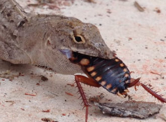 Los reptiles cumplen una misión fundamental como controladores de plagas, manteniendo a raya por ejemplo las poblaciones de insectos y arácnidos de nuestro entorno