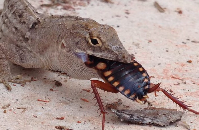 Los reptiles cumplen una misión fundamental como controladores de plagas, manteniendo a raya por ejemplo las poblaciones de insectos y arácnidos de nuestro entorno