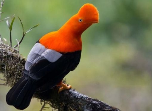 Refugio de vida silvestre que se extiende desde el río La Leche, a 200 metros de altura hasta los 2500 metros sobre el nivel del mar, con una cobertura vegetal que incluye bosques secos y húmedos.