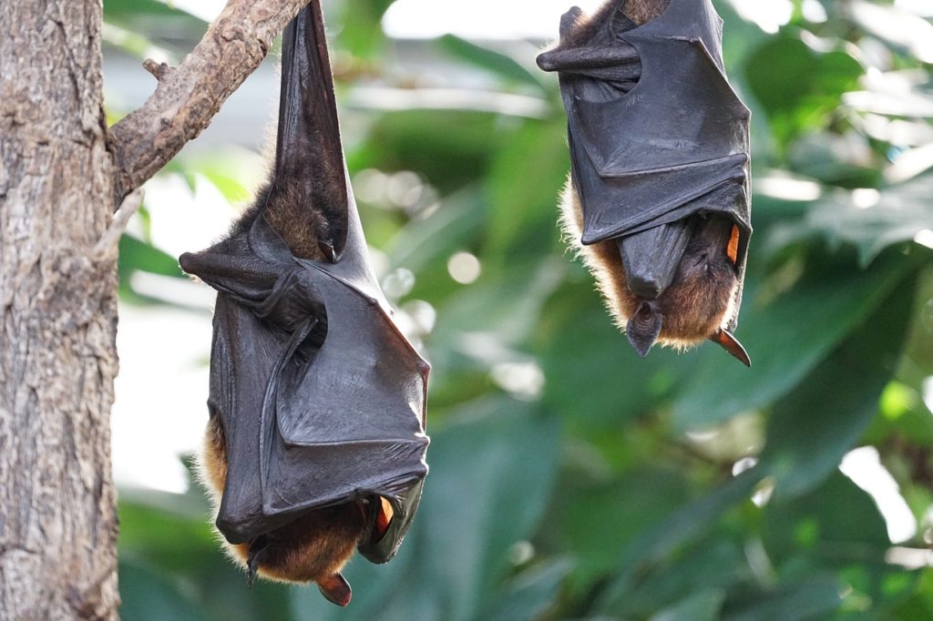 Murciélagos durmiendo en su postura natural boca abajo