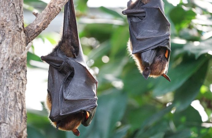 Las radiaciones del 5G podrían exterminar a los murciélagos