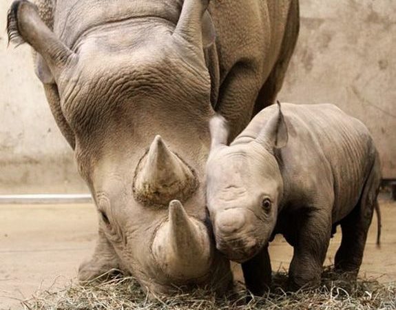 Sólo hay dos rinocerontes blancos norteños en el mundo y ambos son hembras