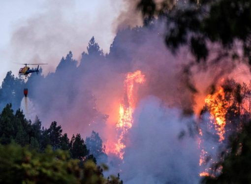 El incendio forestal declarado este sábado en Gran Canaria ha entrado al Parque Natural de Tamadaba amenaza seriamente con acabar con animales autóctonos del Parque