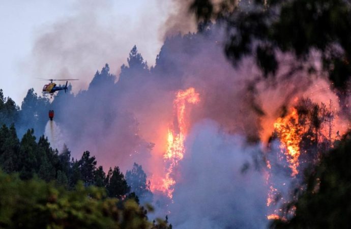 El incendio forestal declarado este sábado en Gran Canaria ha entrado al Parque Natural de Tamadaba amenaza seriamente con acabar con animales autóctonos del Parque