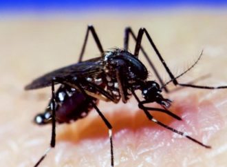 Mosquitos que causa inflamación del cerebro en humanos es detectado en la Florida Recomiendan no salir de sus casa en horas de la tarde
