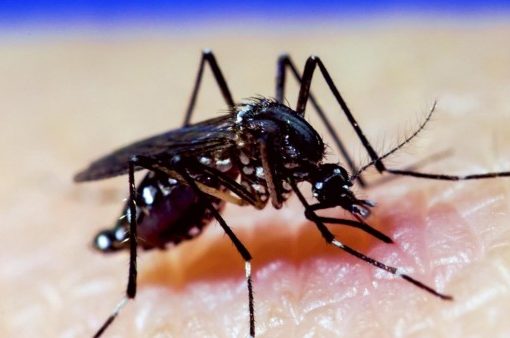 Mosquitos que causa inflamación del cerebro en humanos es detectado en la Florida Recomiendan no salir de sus casa en horas de la tarde