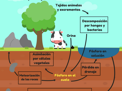 La otra amenaza que pone en peligro el futuro de la Amazonía (y de la humanidad)