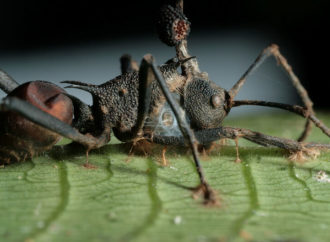 El dolor de la picadura de la hormiga Tocantera, es 30 veces más intenso que el de una abeja