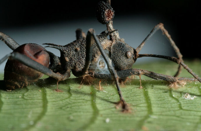 El dolor de la picadura de la hormiga Tocantera, es 30 veces más intenso que el de una abeja