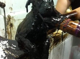 En Rumania Bañan a los perros con destilación de petróleo y los dejan en la calle para que se peguen al suelo, no hay conciencia de los derechos de los animales.