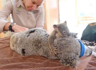 Más de 200 focos de incendios forestales extinguieron al 50% de los koalas,  quedando rumbo a la extinción ademas de miles de otras especies.