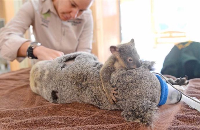 Más de 200 focos de incendios forestales extinguieron al 50% de los koalas,  quedando rumbo a la extinción ademas de miles de otras especies.
