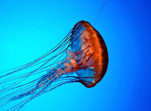 Medusas en Playa Miramarun es un peligro por las quemaduras en caso se tener contacto con ellas.