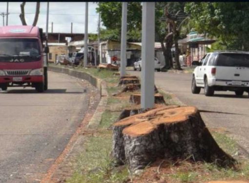 La Reforestación de los países detendrá al cambio Climático