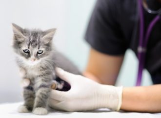 Gato infectado con Coronavirus  en Bélgica en el único caso en el mundo