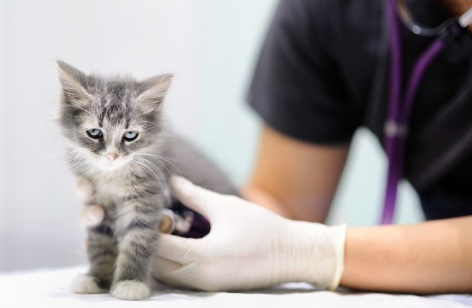 Gato infectado con Coronavirus  en Bélgica en el único caso en el mundo
