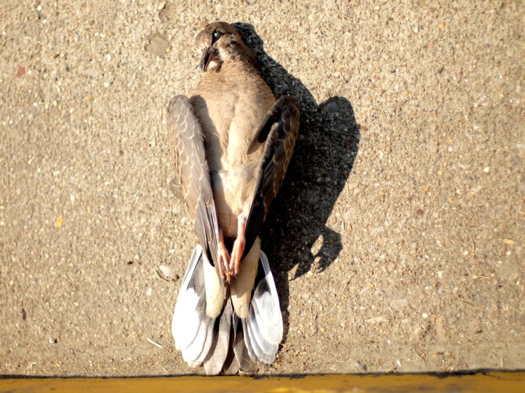Pájaro muerto