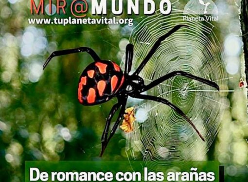 PLANETA VITAL MIRAMUNDO: DE ROMANCE CON LAS ARAÑAS