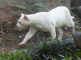 Los científicos están preocupados con el ocelote albino encontrado en Colombia