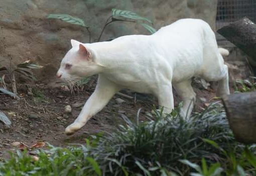 Los científicos están preocupados con el ocelote albino encontrado en Colombia